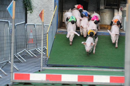 Some shots from the 2011 Ballyshannon pig races.